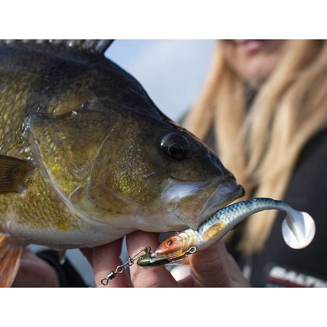 Abu Garcia - Svartzonker - McPerch Shad - 90 - 8 pcs kopen? De Roofvisser