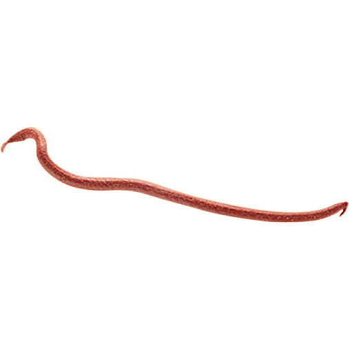 Berkley Gulp Earthworms Red