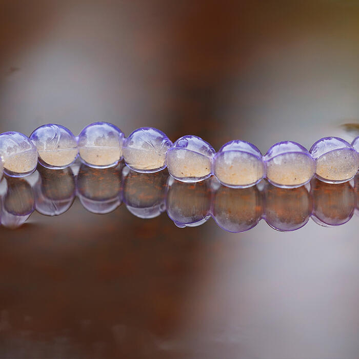 Trout Master Kaviar 7mm Lemon Drops