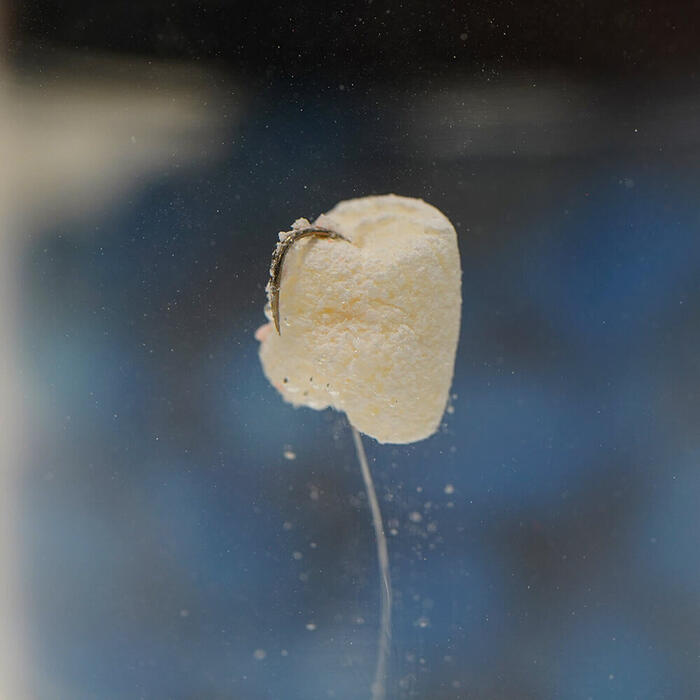 Trout Master Marshmallows Blue Cheese