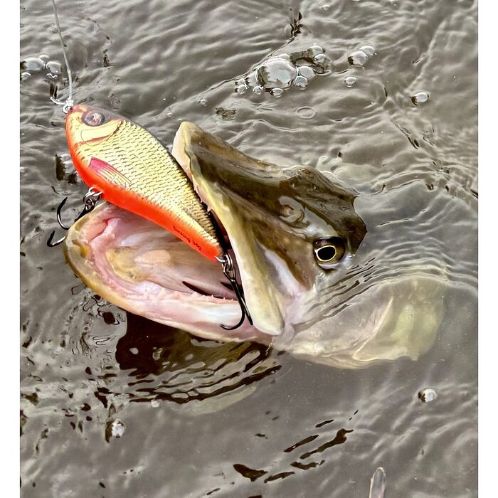 Westin Swim Suspending 12cm 53g Blueback Herrin