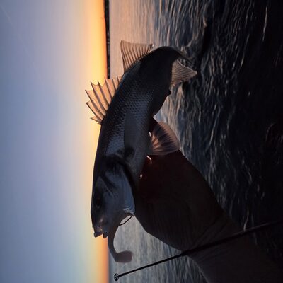 Foto van de Penn Conflict Elite Spinning Rod