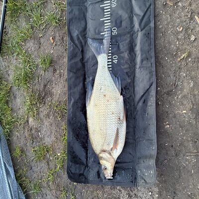 Foto van de Mainline Match Dumbell Wafters