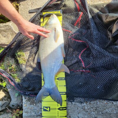 Niels heeft deze foto meegestuurd Foto van de Westin DropBite Spin Tail Jig