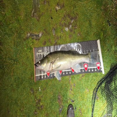 Foto van de Fox Rage Slick Shad