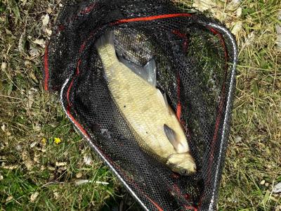 Foto van de Albatros WhiteFish Putover