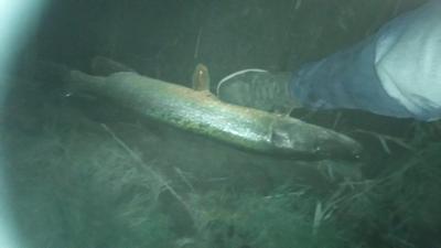 Foto van de Spro Iris The Boss