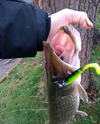 Thijmen heeft deze foto meegestuurd Foto van de Abu Garcia Svartzonker McPerch Shad