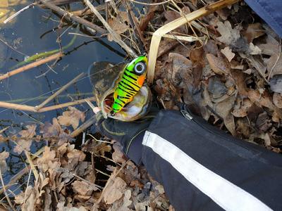 Foto van de Spro Iris Flash Jerk