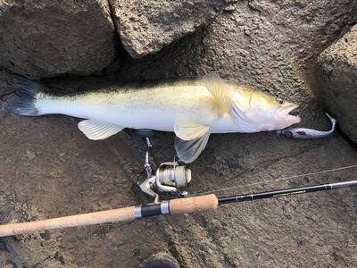 Foto van de Spro Iris The Boss