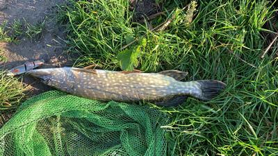 Foto van de Savage Gear 4D Line Thru Trout