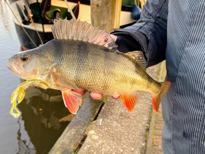 Foto van de Spro Insta Craw