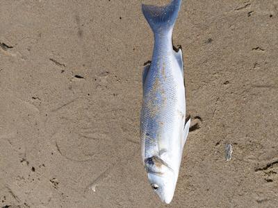 Foto van de Aluminium Strandsteun