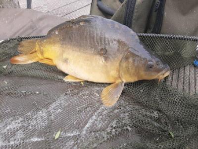 Foto van de Matrix Quick Change Feeder Beads