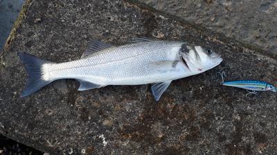 Foto van de Rapala X-Rap Saltwater