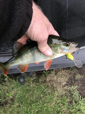 Foto van de Salmo Hornet