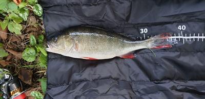 Dimitry heeft deze foto meegestuurd Foto van de Salmo Hornet