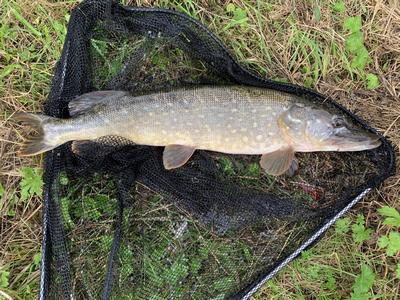 Peter heeft deze foto meegestuurd Foto van de Berkley Whiplash Yellow 8