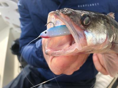 Foto van de Abu Garcia Svartzonker McPerch Shad