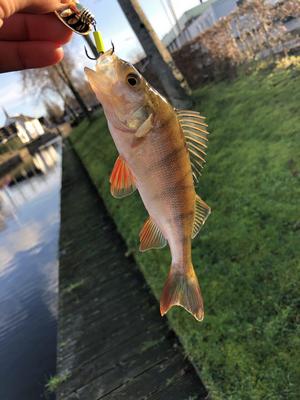 Foto van de Savage Gear Rotex Spinner