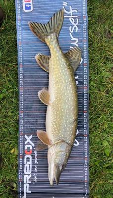 Marc heeft deze foto meegestuurd Foto van de Predox Tournament Ruler 150cm