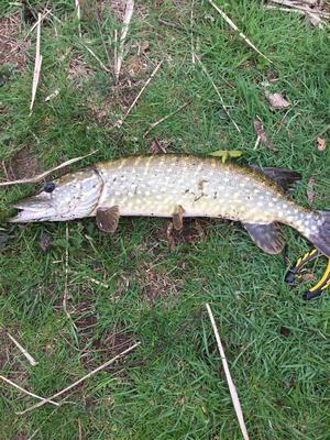 Foto van de Abu Garcia Svartzonker McPike