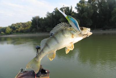 Foto van de Predox HQ Splitring