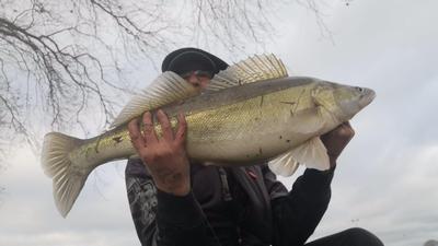 Foto van de Abu Garcia Svartzonker McPerch Shad