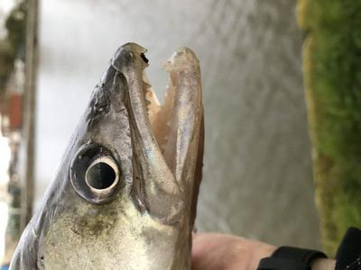 Foto van de Abu Garcia Svartzonker McPerch Shad