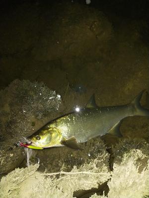 Foto van de Salmo Rattlin Sting