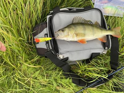 Foto van de Salmo Rattlin' Pop