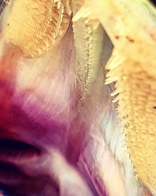 Foto van de Fox Rage Spinnerbait