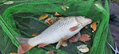 Foto van de Albatros Method Feeder Kit