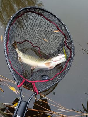 Foto van de Salmo Pike