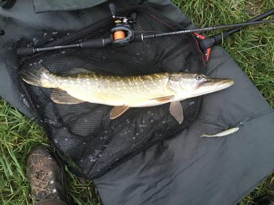 Foto van de Shimano Kairiki 4 Orange