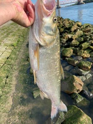 Foto van de Rapala X-Rap Pop