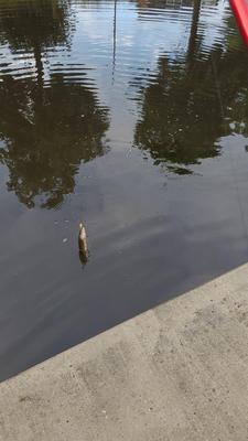 Foto van de Salmo Rattlin Hornet