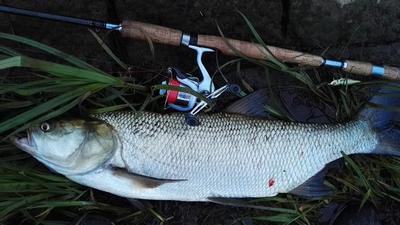 Foto van de Salmo Thrill