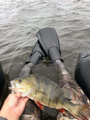 Foto van de Rapala Jointed Shad Rap