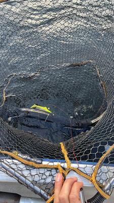 Foto van de Savage Gear 4D Line Thru Trout