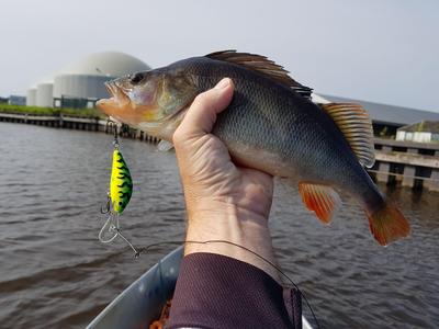 Foto van de Salmo Hornet