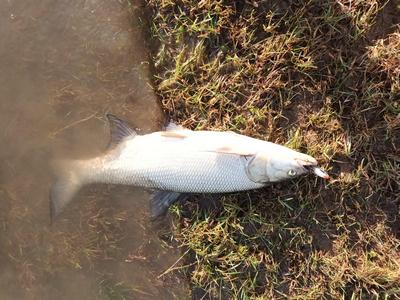 Foto van de Rapala Rap-V Blade