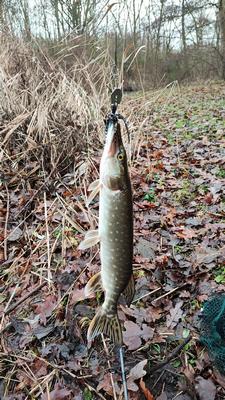 Foto van de Spro Iris Thrillseeker