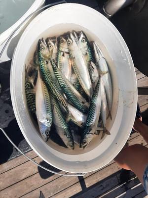 Foto van de Spro Saltwater Salt Rig #35
