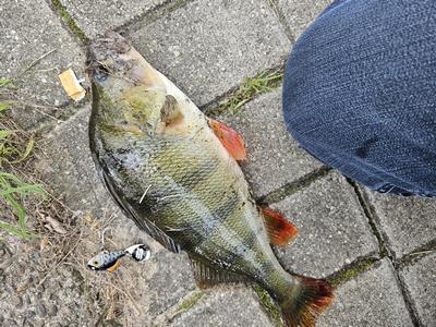 Foto van de Savage Gear Craft Dying Minnow