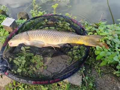 Foto van de Guru A-Class Feedermolen