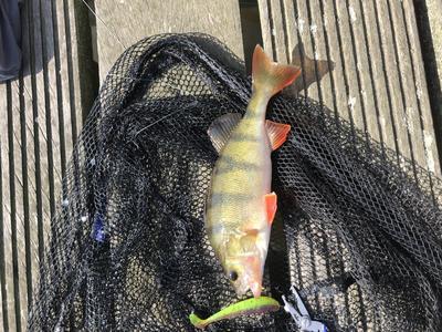 Foto van de Fox Rage Zander Pro Loaded UV Mix Colour