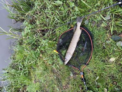 Jos heeft deze foto meegestuurd Foto van de Savage Gear Easy Fold Street Fishing Net