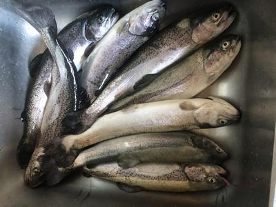 Foto van de Evezet Power-X Teamboost