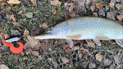 Foto van de Woody Wobbler